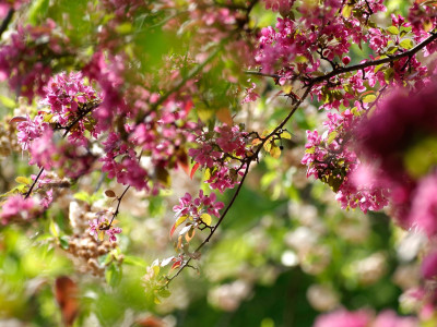 De beste tips voor een natuurlijke tuin