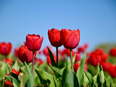 Zo combineer je een groene tuin met comfort